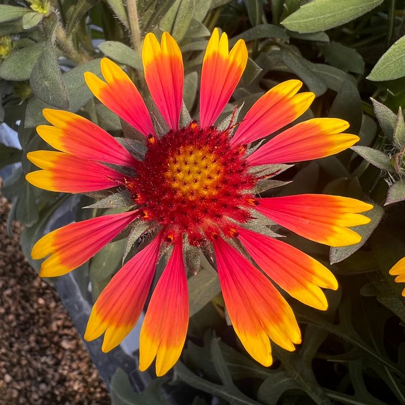 Blanket Flower (Gaillardia)