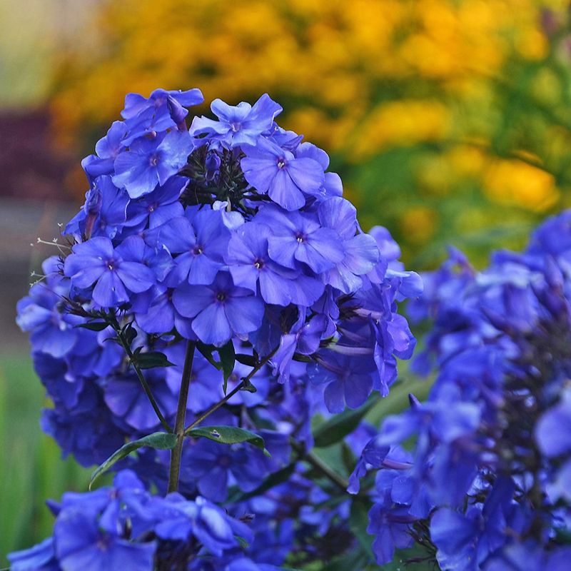 Garden Phlox