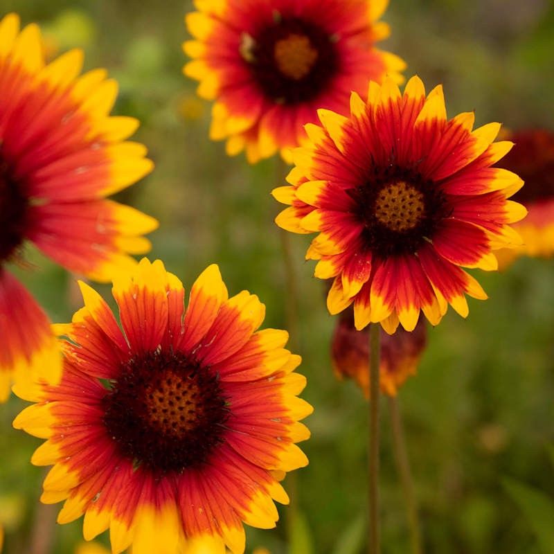 Blanket Flower (Gaillardia)