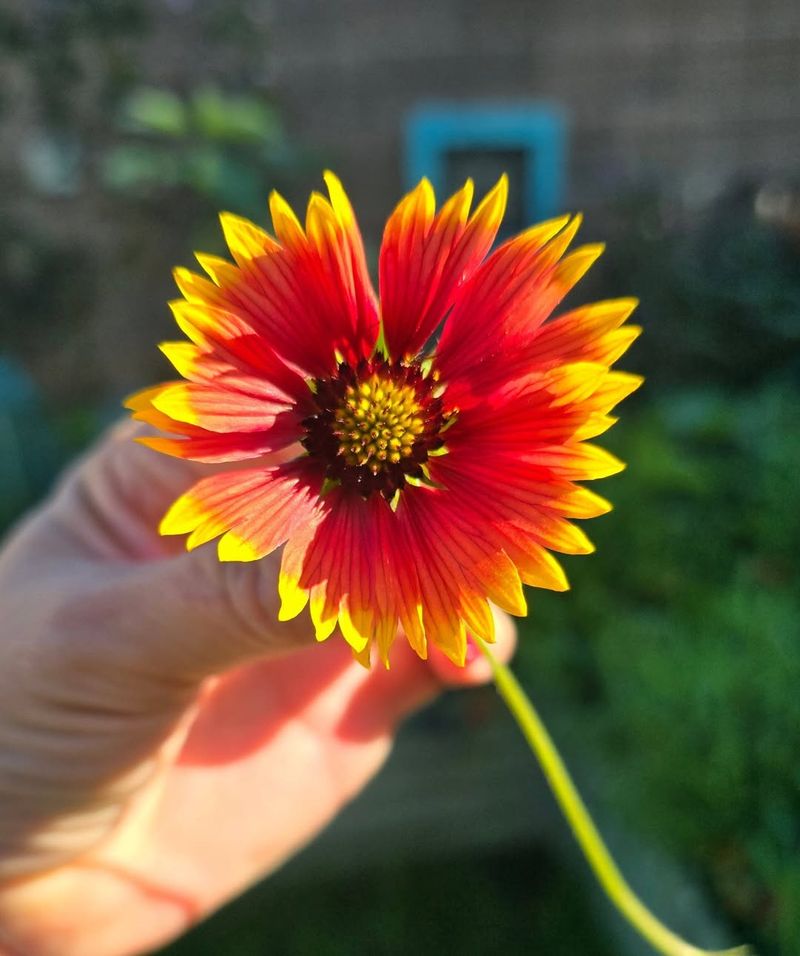 Blanket Flower (Gaillardia)
