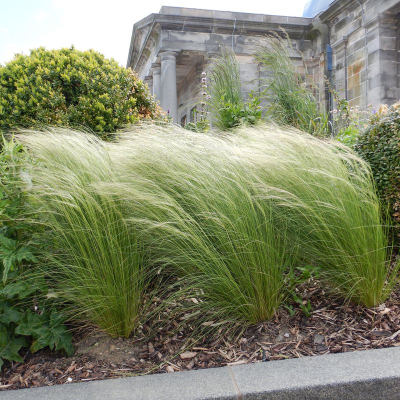 Mexican Feather Grass Adds Soft Movement To Borders