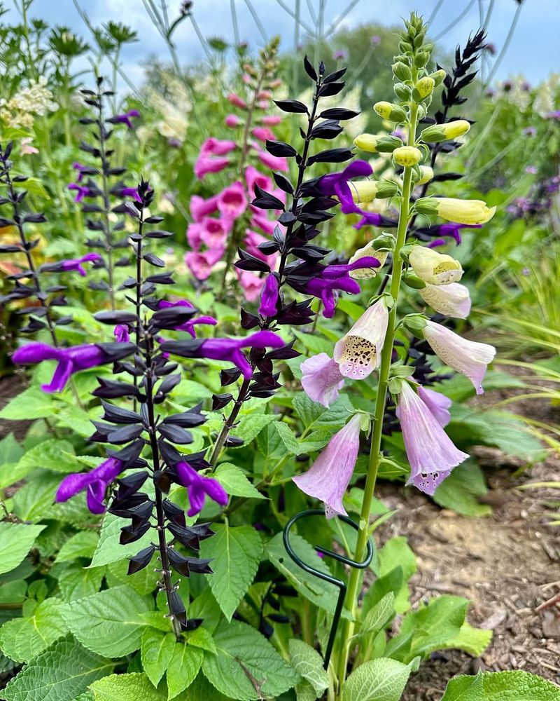 Salvia And Foxglove Add Height And Contrast