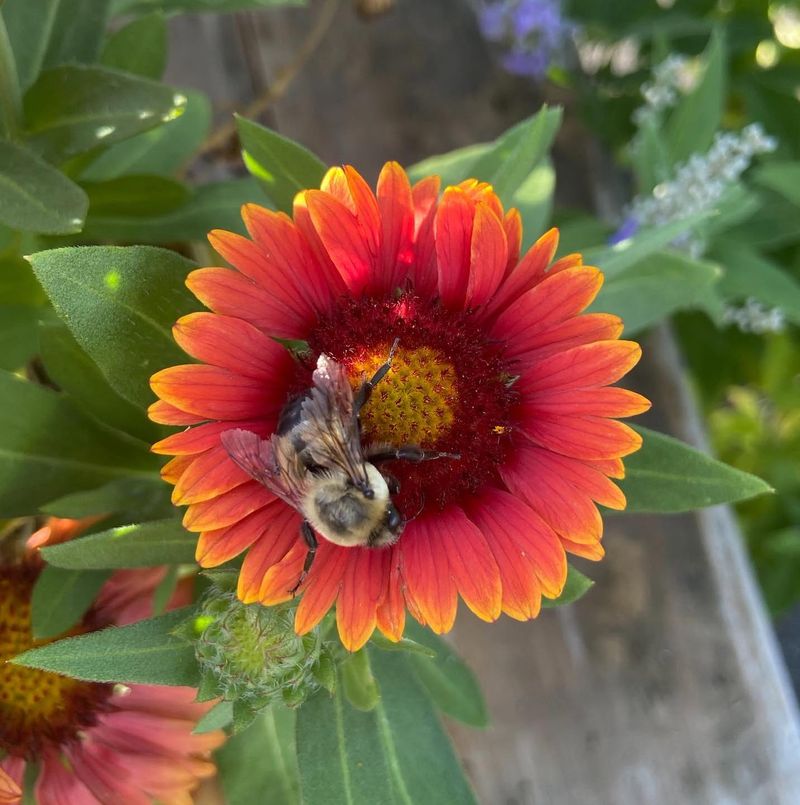 Gaillardia Supports Pollinators And Beneficial Insects
