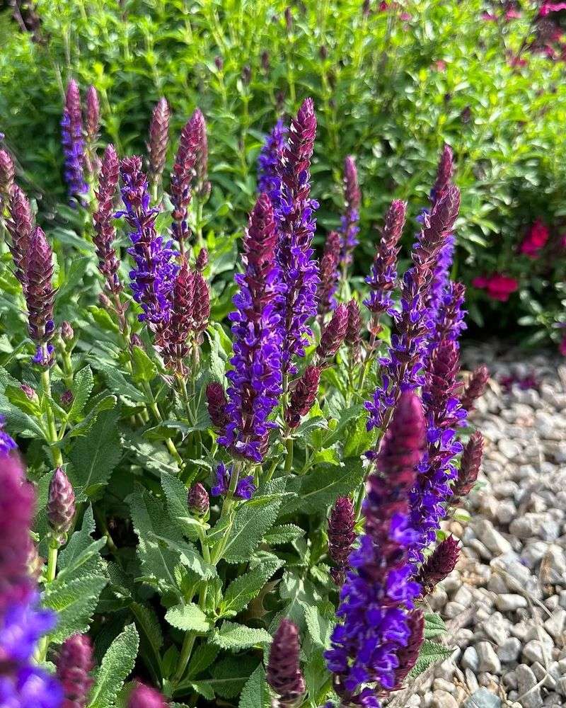 Salvia Handles Heat And Drought Well