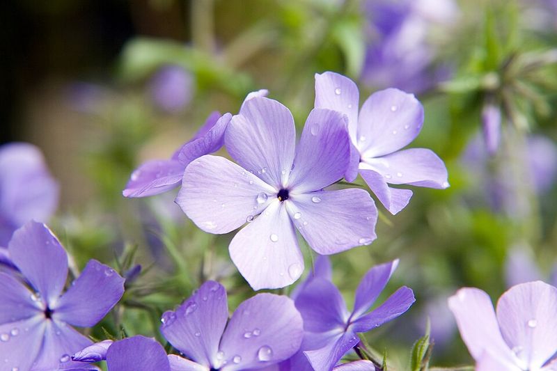 Woodland Phlox Spreads Color Across Beds