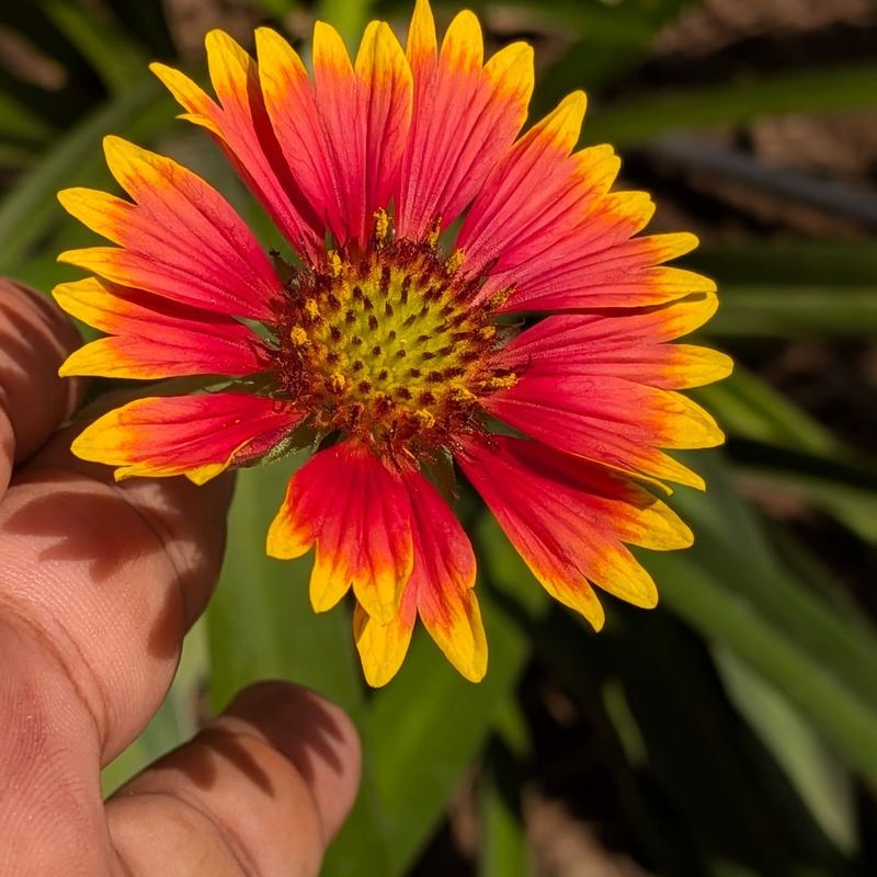 Gaillardia That Thrives In Heat And Sand