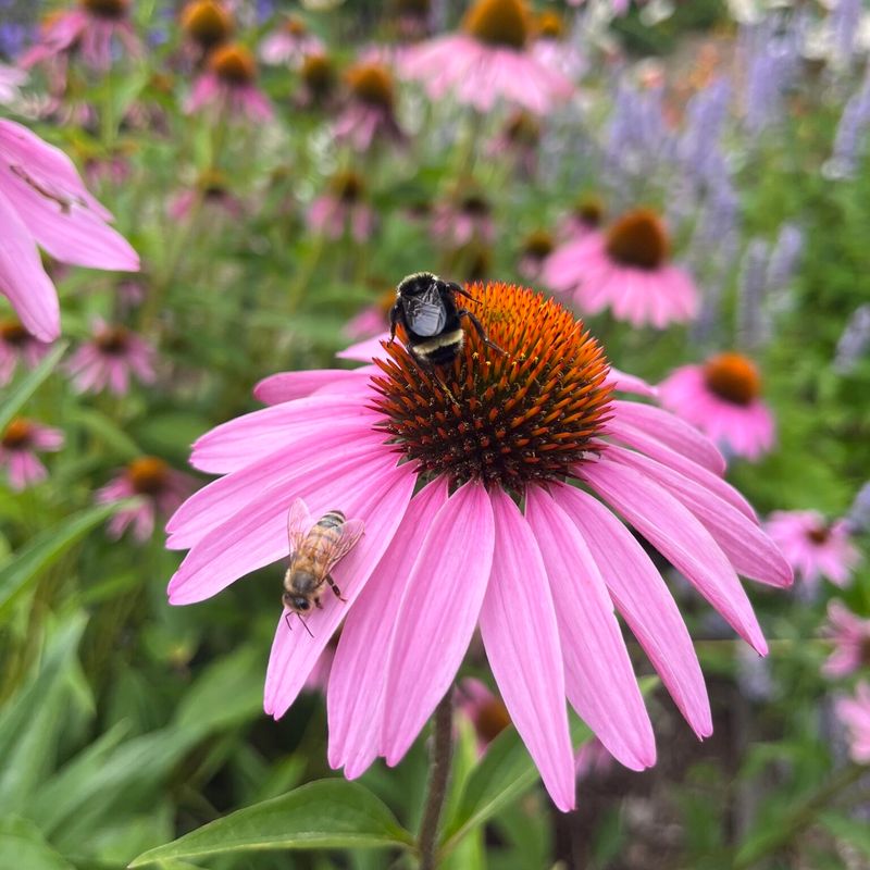 Coneflower Adds Long-Lasting Summer Blooms