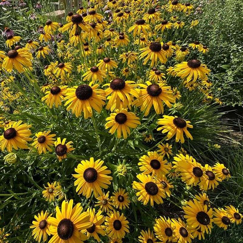 Black-Eyed Susan Adds Long-Lasting Summer Blooms