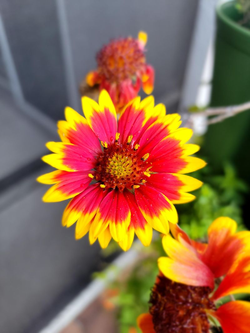 Blanket Flower Thrives In Sandy Soil With Bold Color