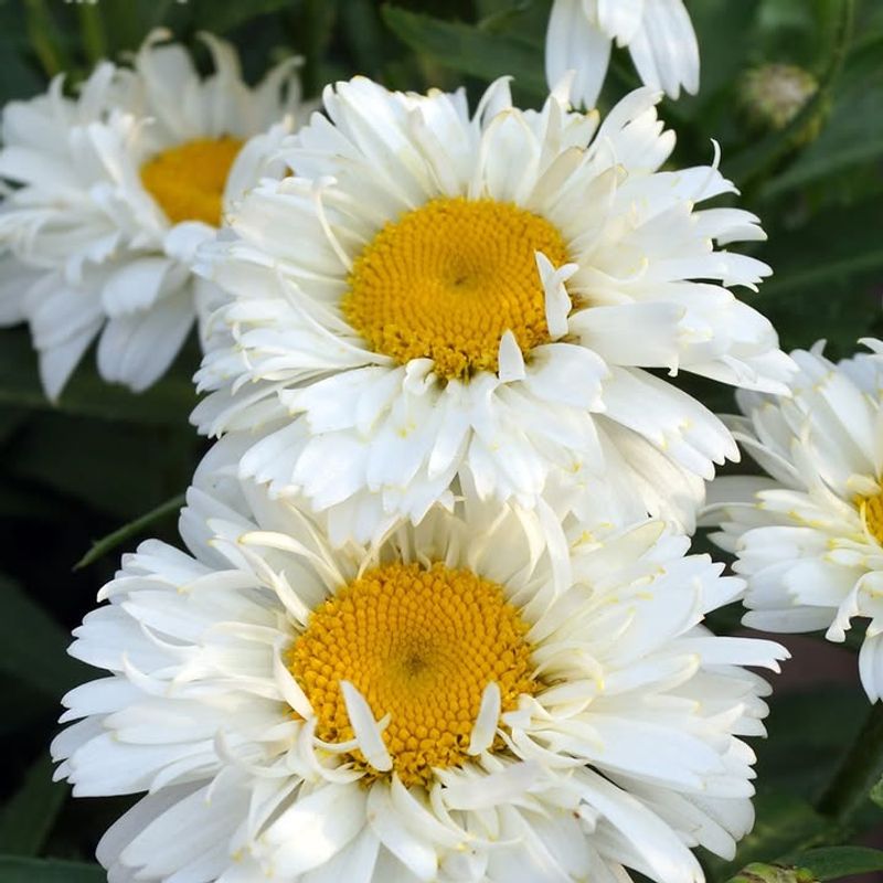 Shasta Daisy Keeps Classic Blooms Coming