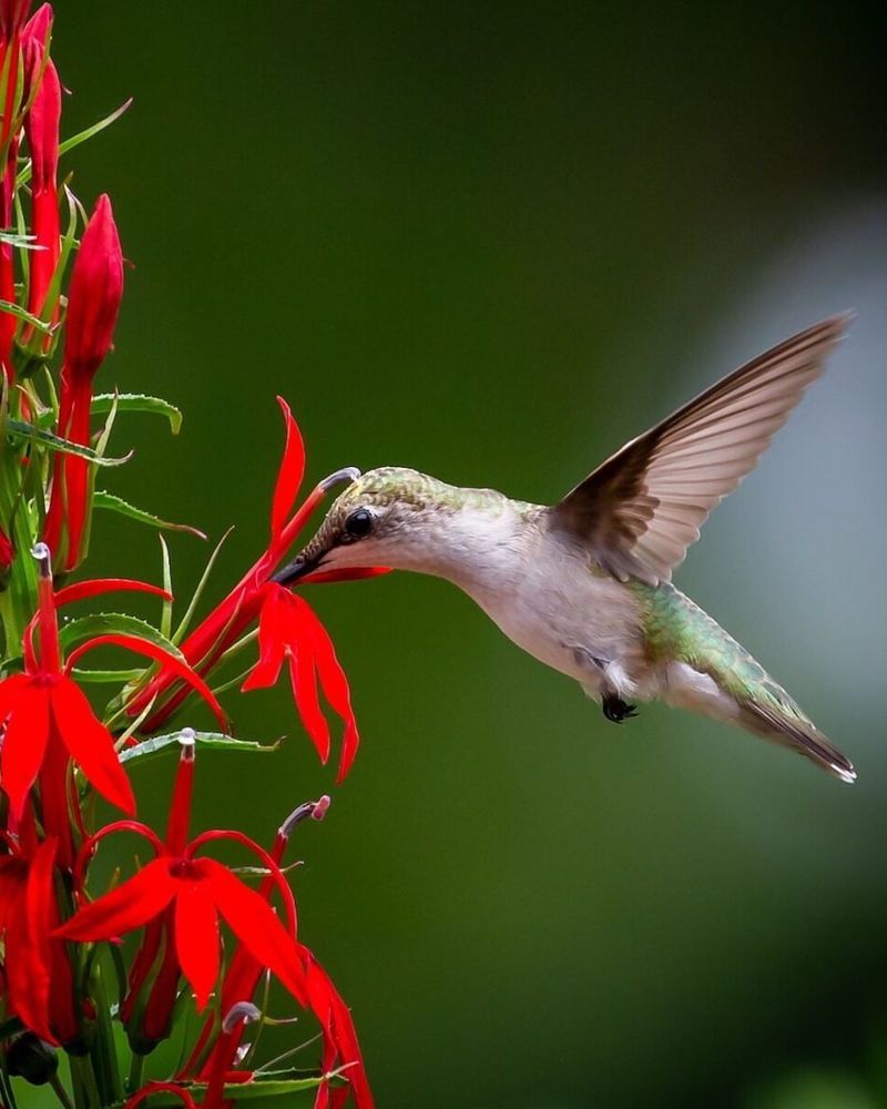 Cardinal Flower Is A Hummingbird Favorite