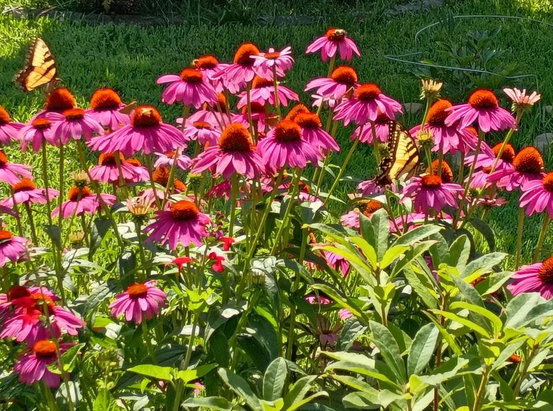Purple Coneflower Supports Pollinators In Sun