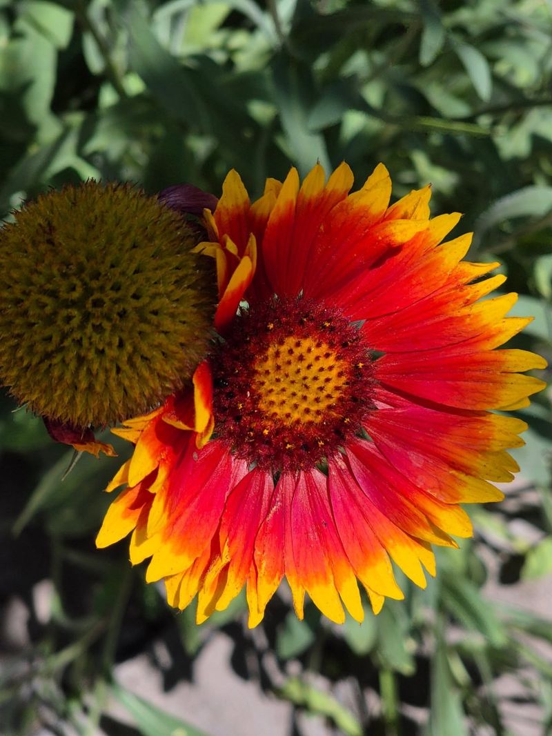 Blanket Flower (Gaillardia Pulchella)