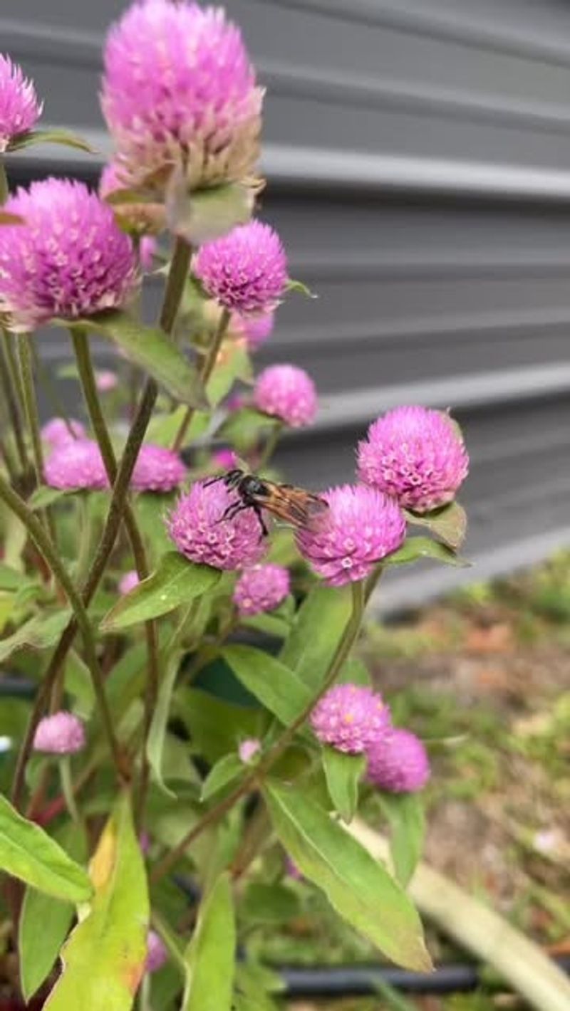Gomphrena (Gomphrena Globosa)
