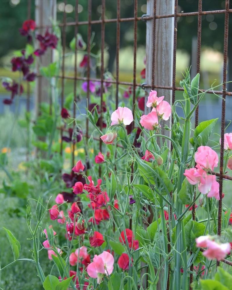 Sweet Peas (Lathyrus Odoratus)