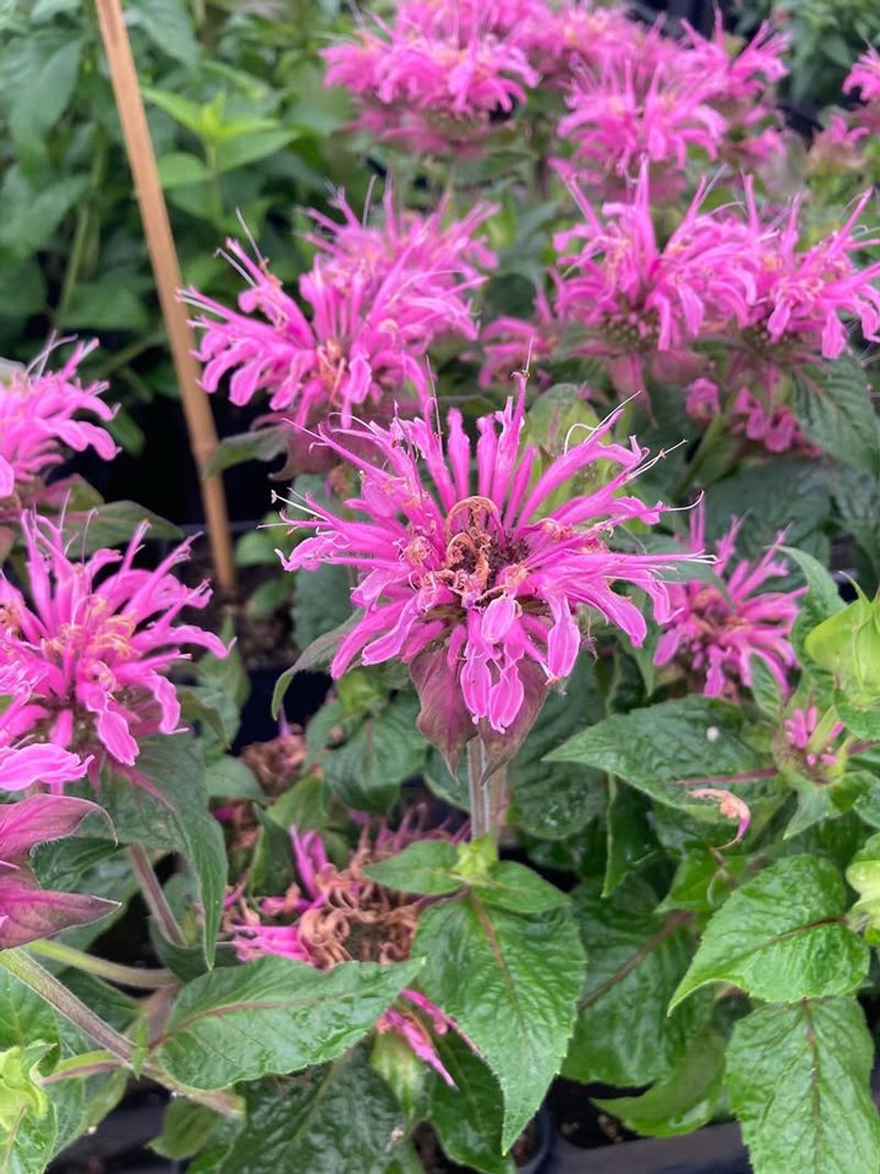 Bee Balm (Monarda didyma)