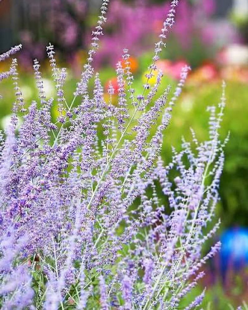 Russian Sage Adds Airy Color And Thrives In Dry Conditions