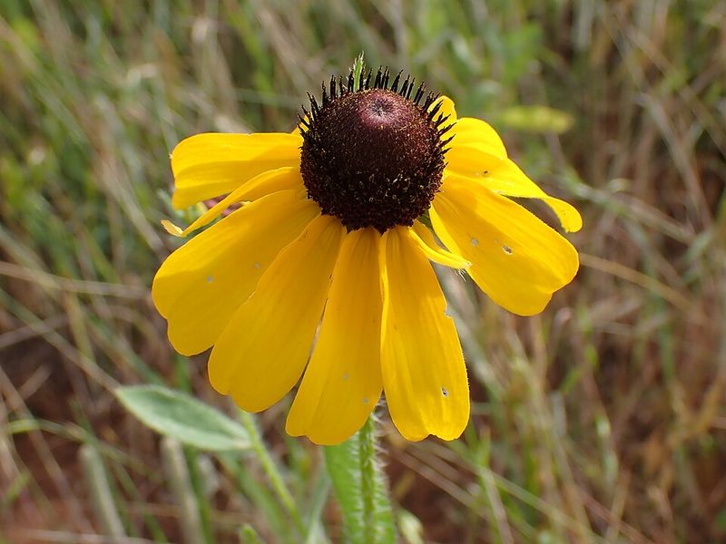 Black Eyed Susan Supports A Balanced Garden Ecosystem