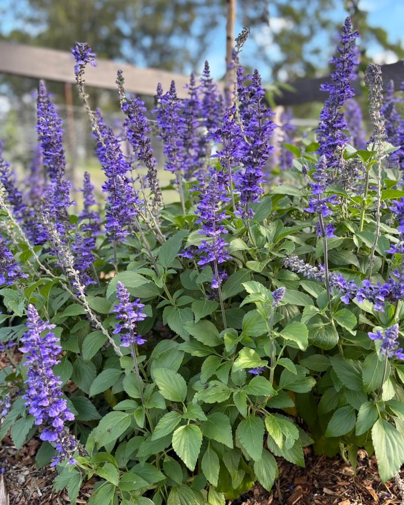 Salvia Attracts Pollinators And Tolerates Heat