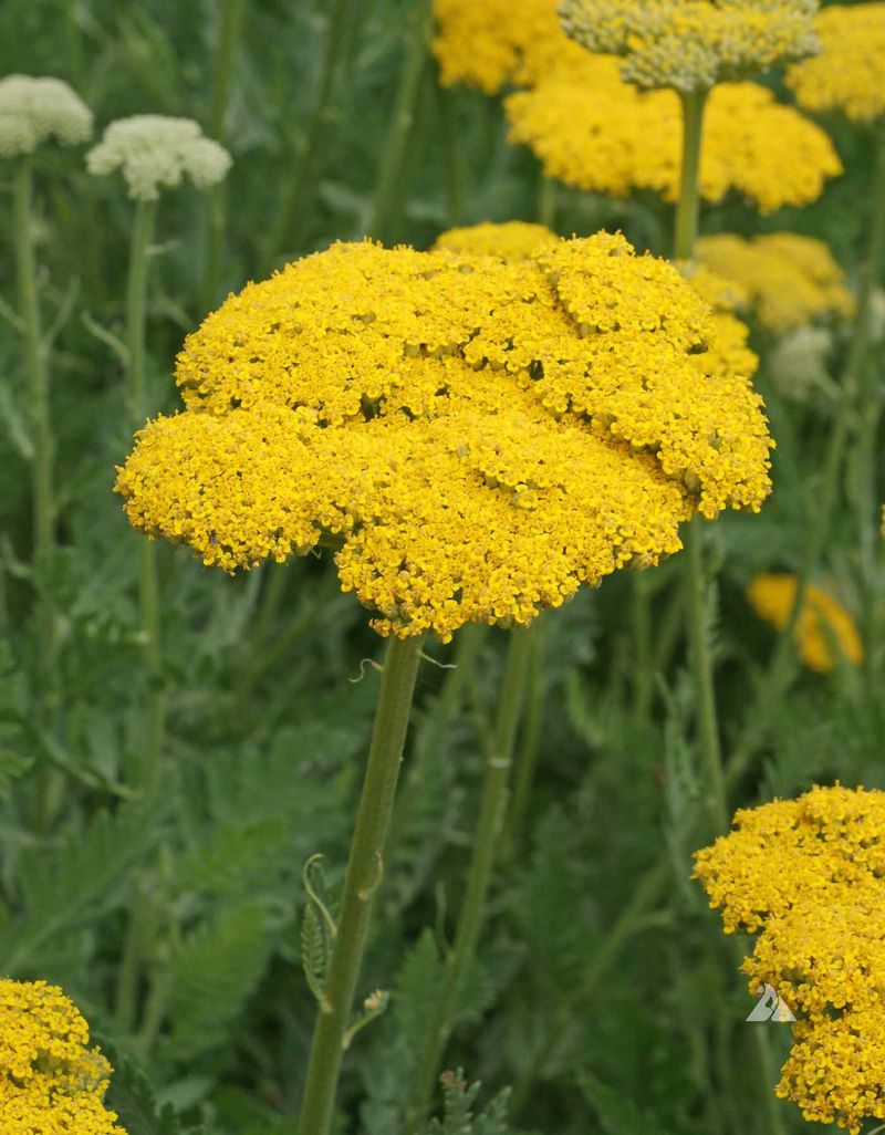 Yarrow Holds Flat Topped Blooms On Strong Stems