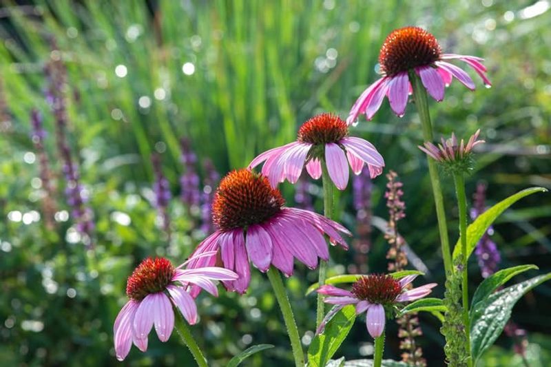 Purple Coneflower Thrives In Heat And Supports Pollinators