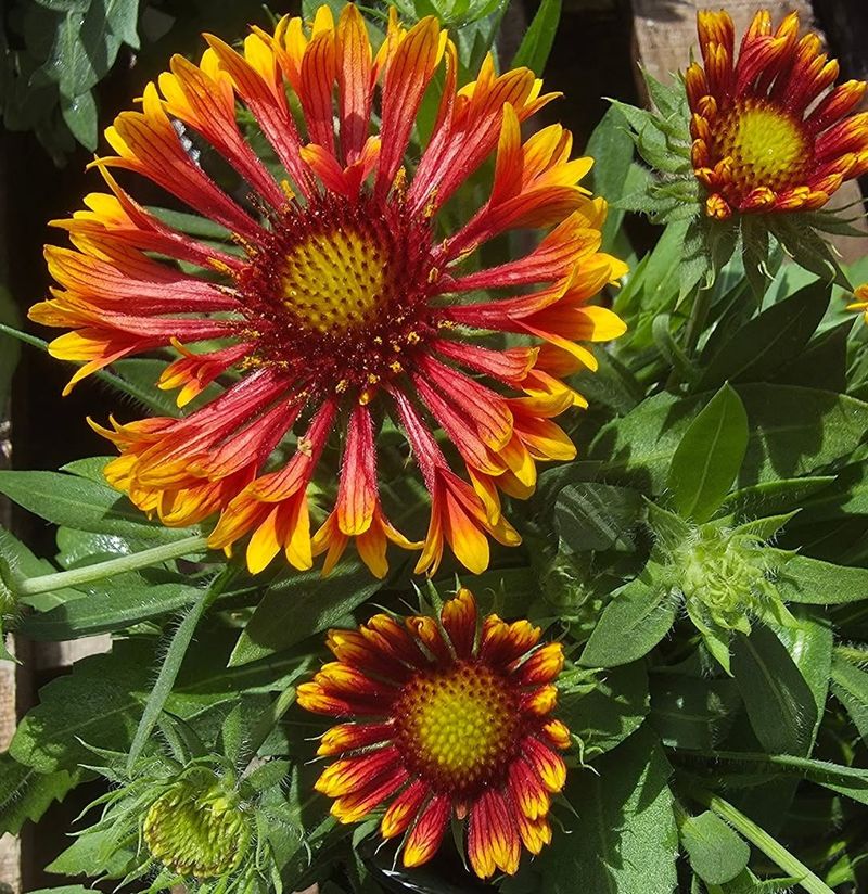 Blanket Flower Handles Heat Without Fuss