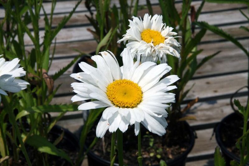 Shasta Daisy Adds A Classic Look To Sunny Beds