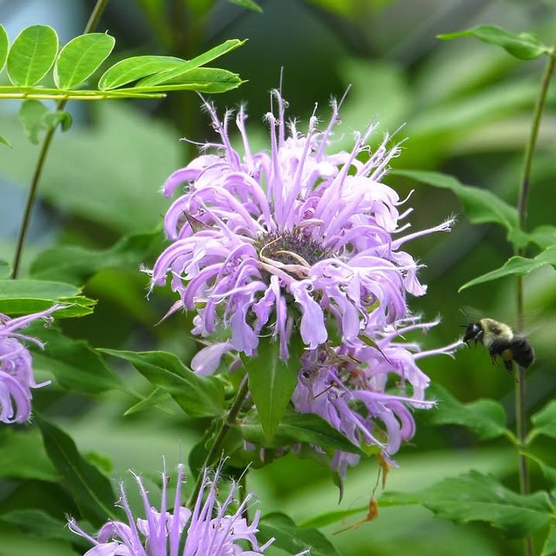 Bee Balm Attracts Pollinators While Holding Strong Color