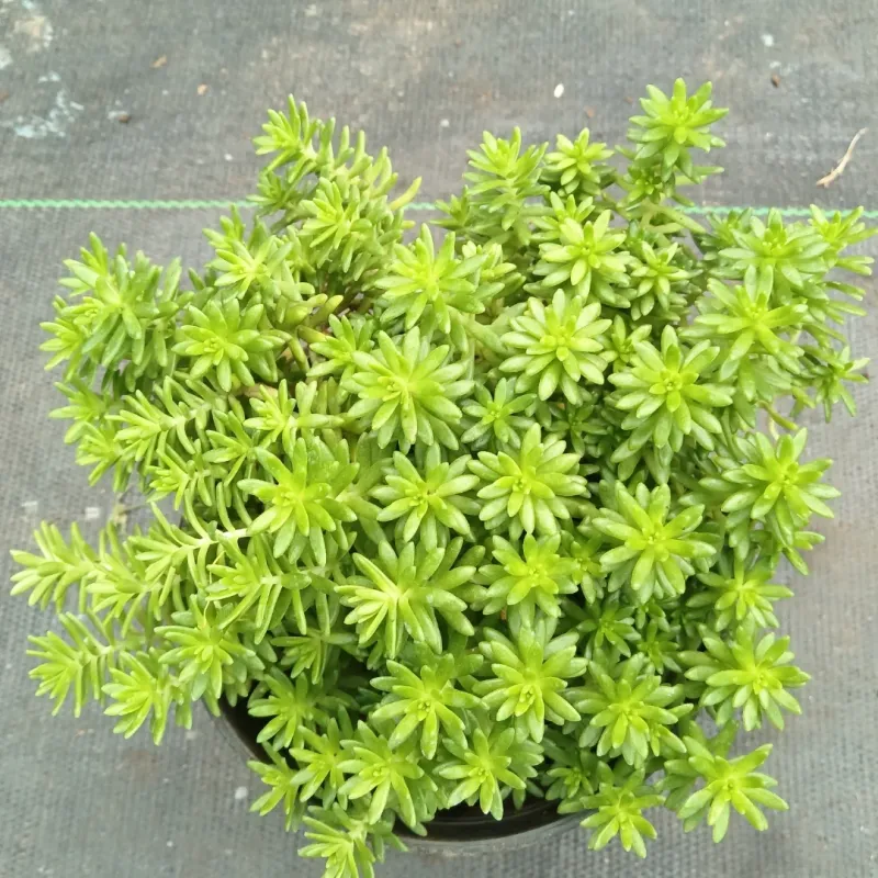 Sedum Stores Moisture And Stays Plump In Heat