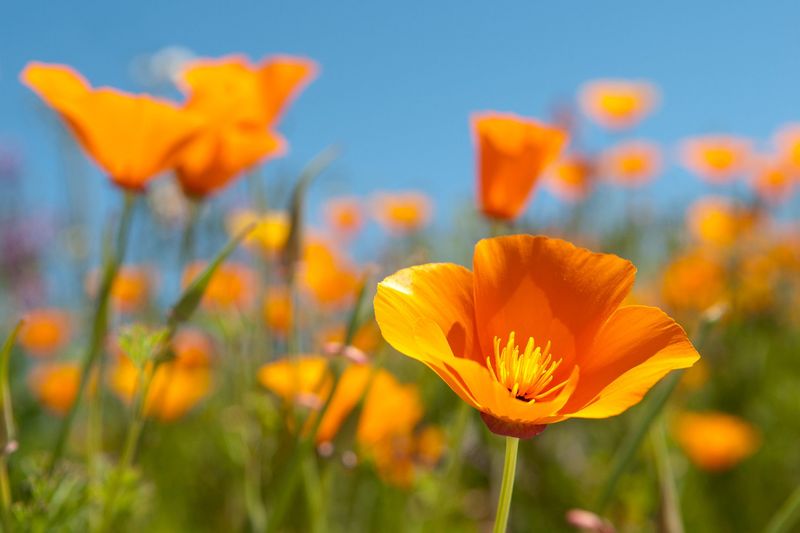 California Poppy Thriving In Dry, Sunny Spots