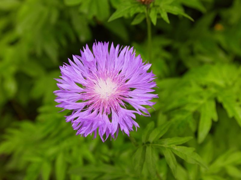 Stokes' Aster That Stays Neat And Showy