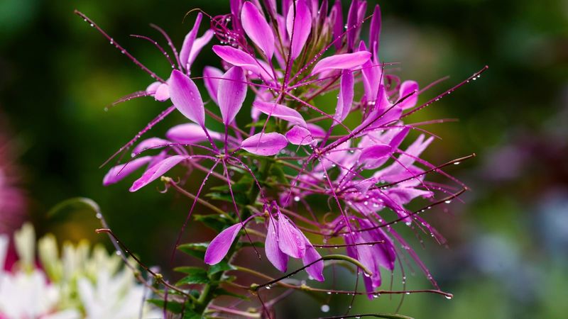 Cleome Adds Height And Handles Dry Air