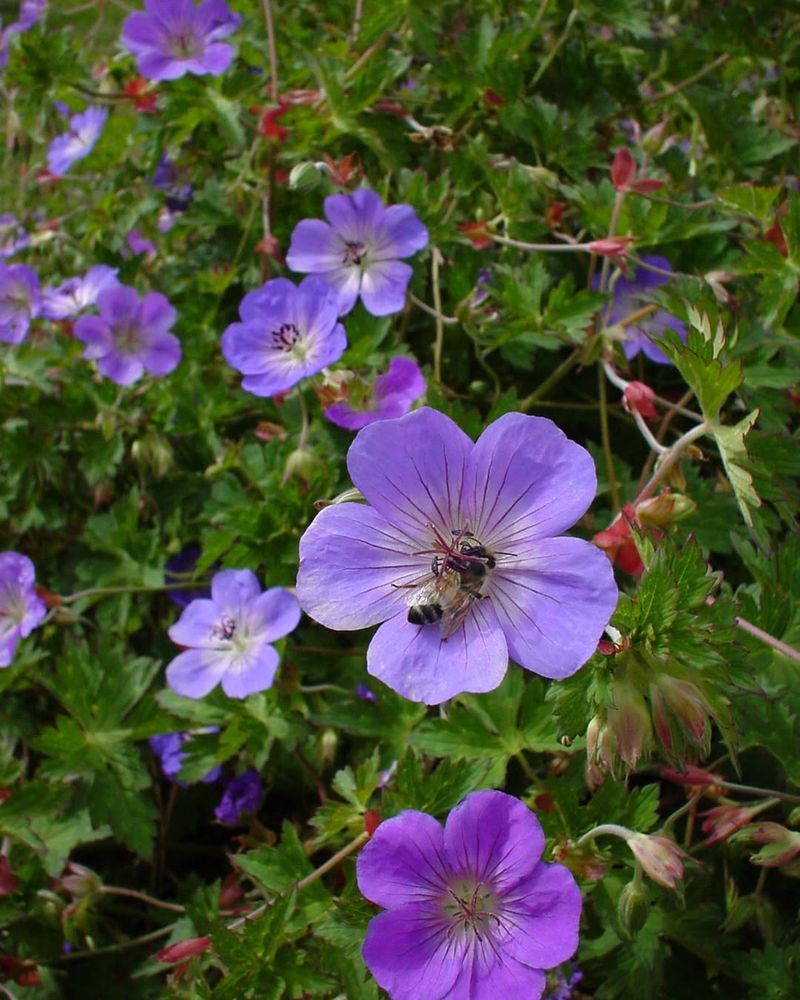Hardy Geranium / Cranesbill