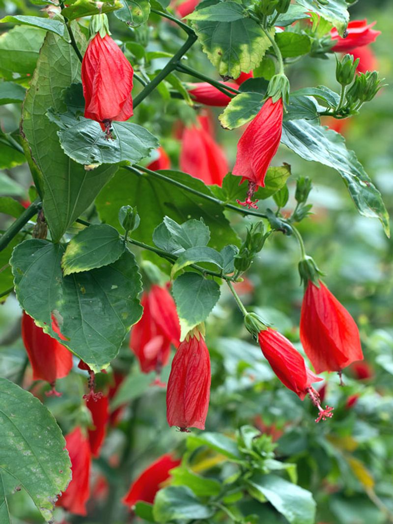 Turk's Cap (Malvaviscus Arboreus)