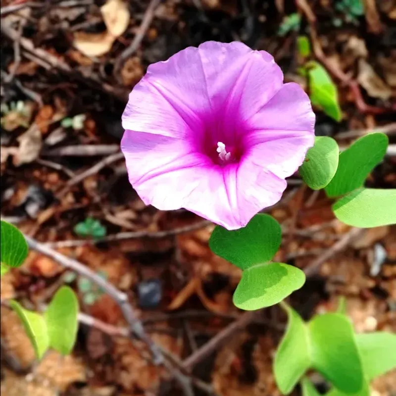 Beach Morning Glory