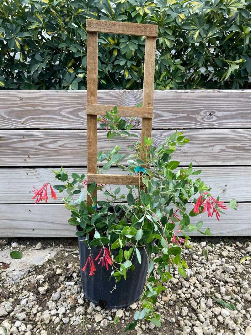 Coral Honeysuckle Gives Pots A Native Hummingbird Vine
