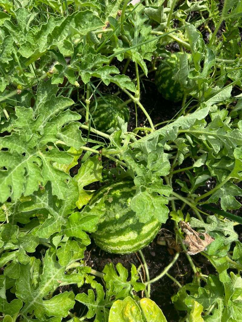 Melons Struggle With Fruit Set During Temperature Swings