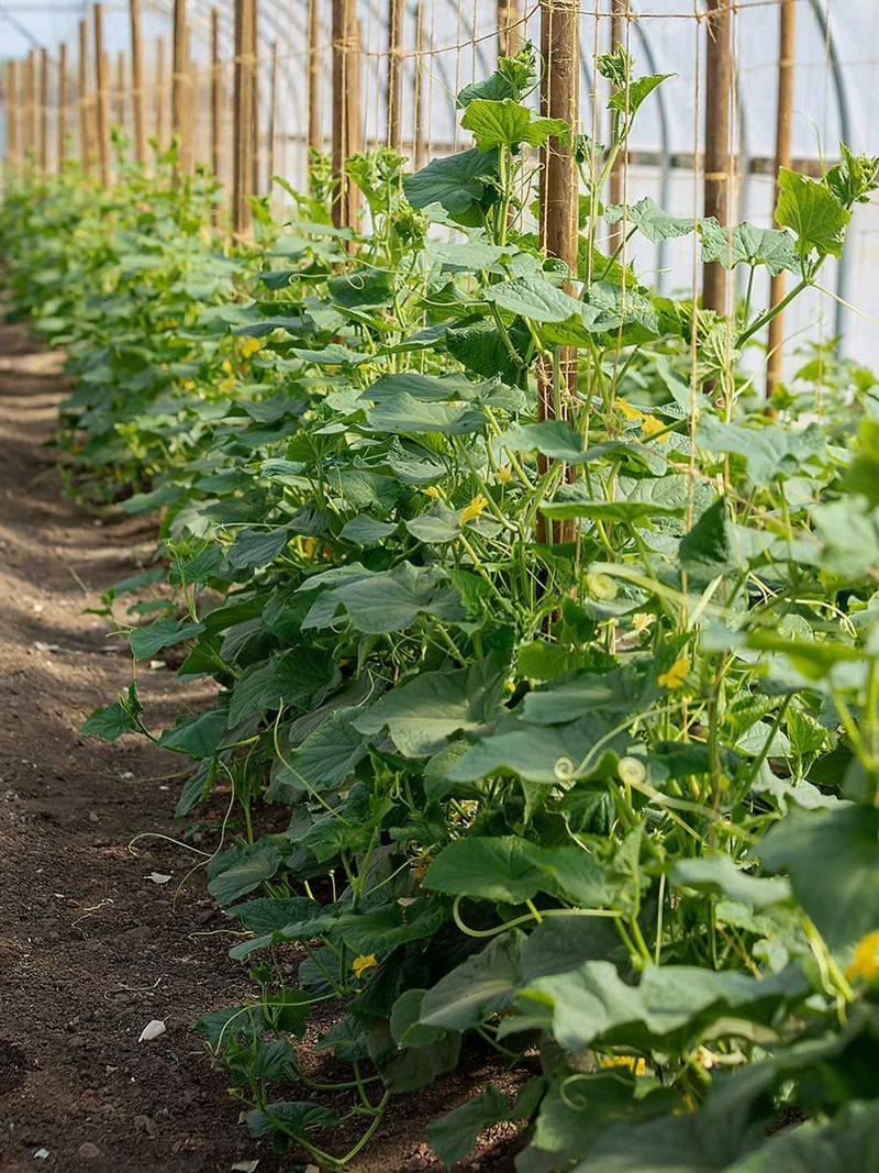 Cucumbers Grow Fast From Seed In Warm Spring Conditions