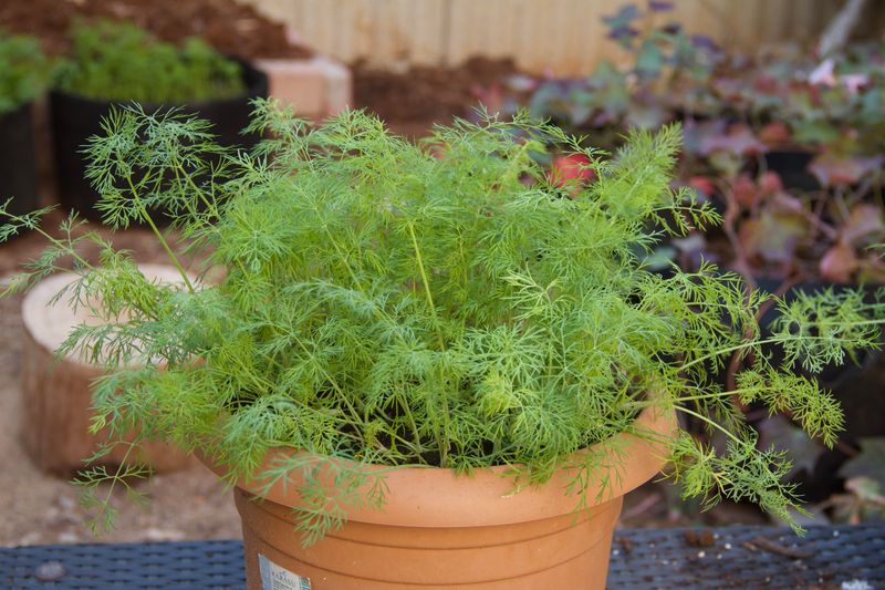 Dill That Can Crowd And Reseed Fast