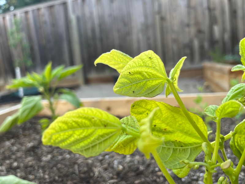 Help Yellowing Leaves Recover