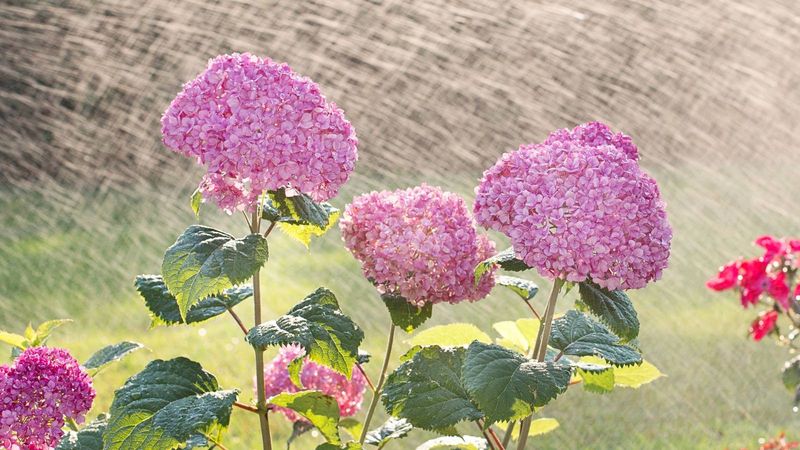 Consistent Moisture Without Waterlogging