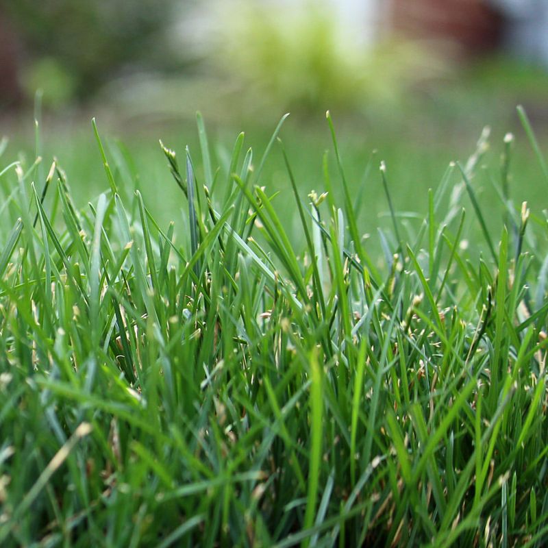 Spring Is A Good Time To Apply Lime When Soil Needs Adjustment