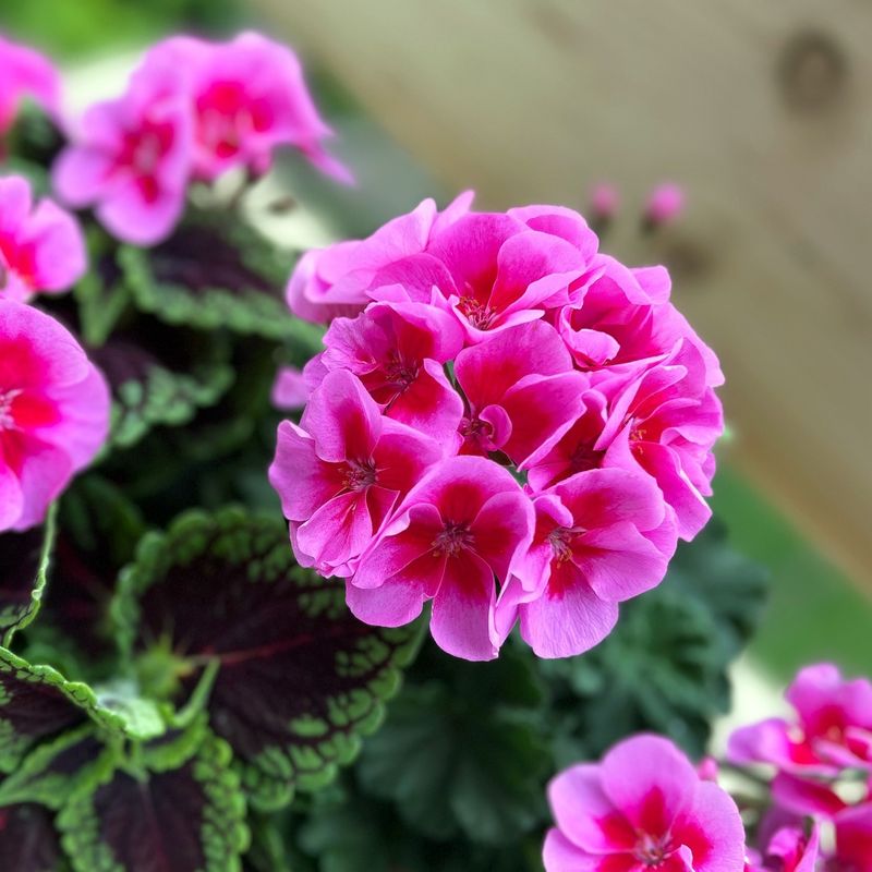 Geraniums (Pelargoniums)