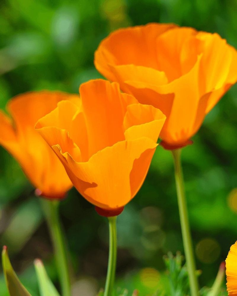 California Poppies
