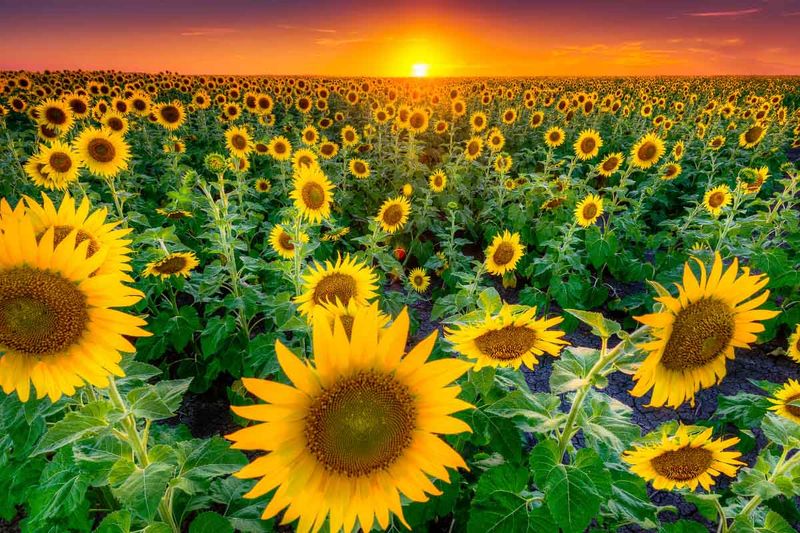Sunflowers Bring Height And Sunny Color