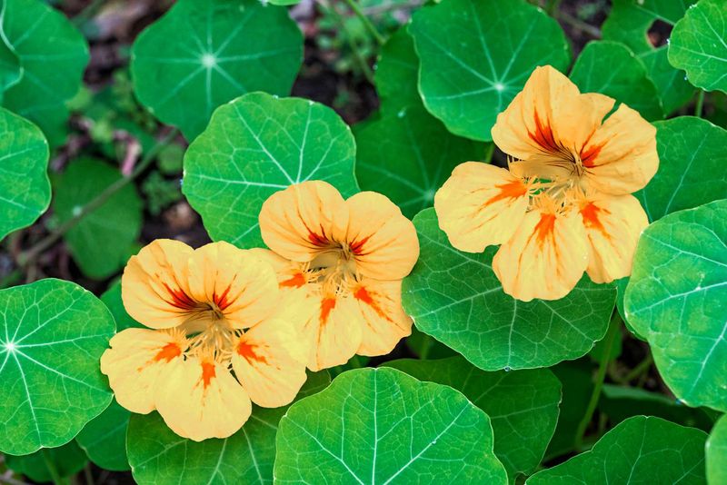 Nasturtiums Spread Bright Color In Garden Spaces