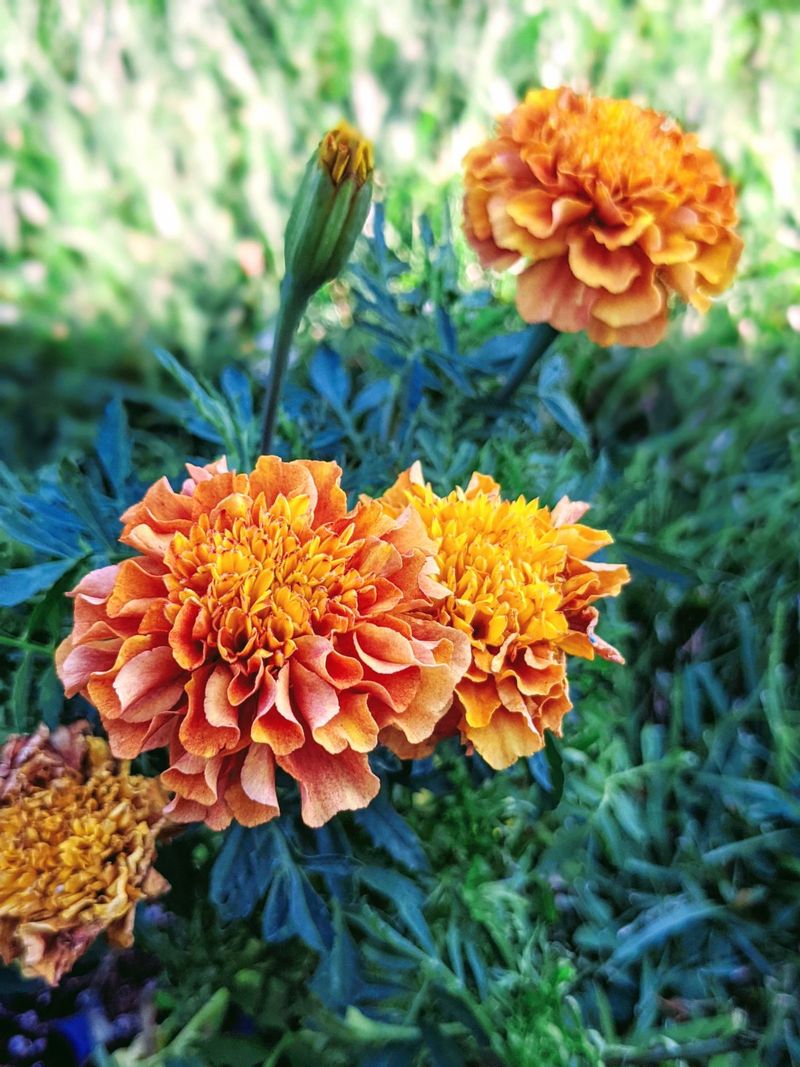 Marigolds Bring Classic Garden Color