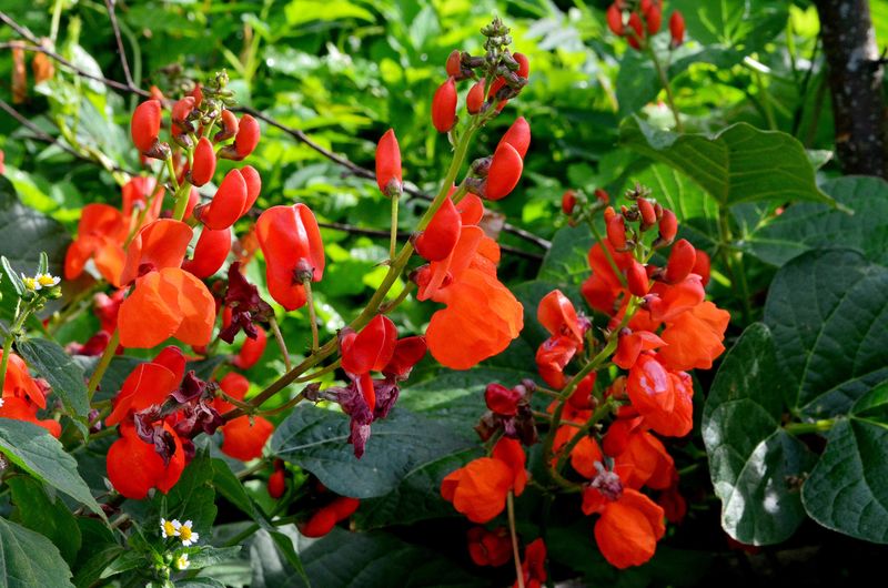 Scarlet Runner Bean Climbs And Feeds Hummingbirds