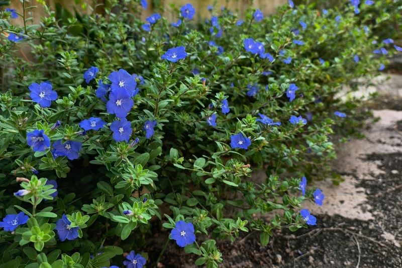 Blue Daze Spreads Soft Color With Minimal Attention