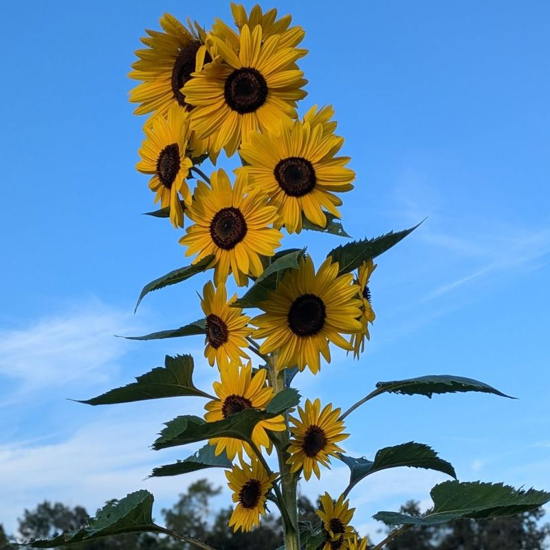 Sunflower Standing Tall With Big, Bright Faces
